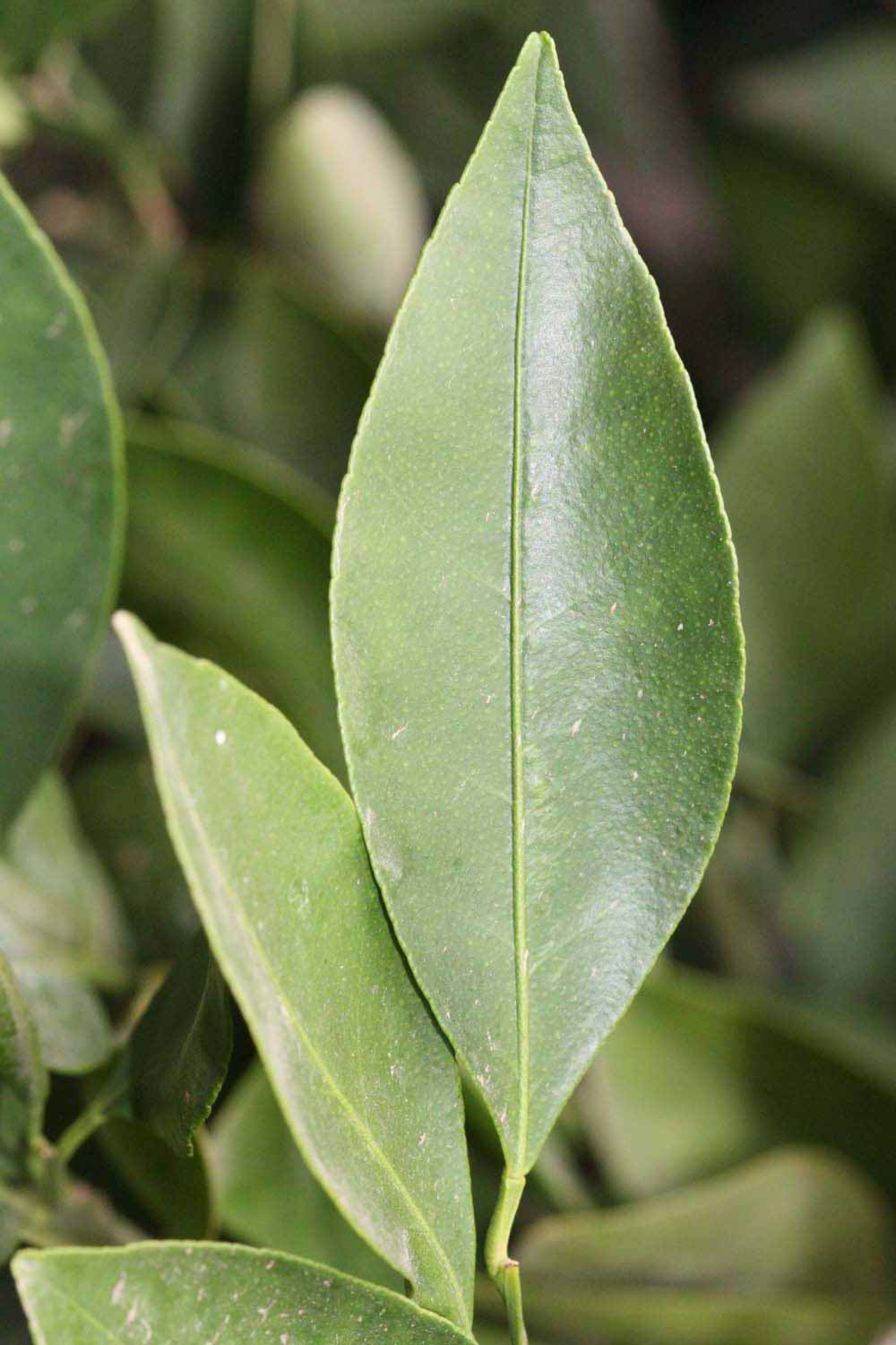            Unifoliolate leaf (Riverside, CA)   